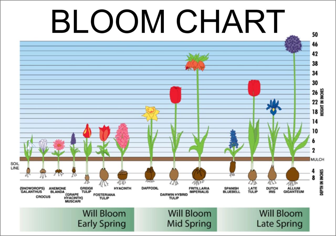 How To Plan A Bulb Garden For Continuous Spring Blooms