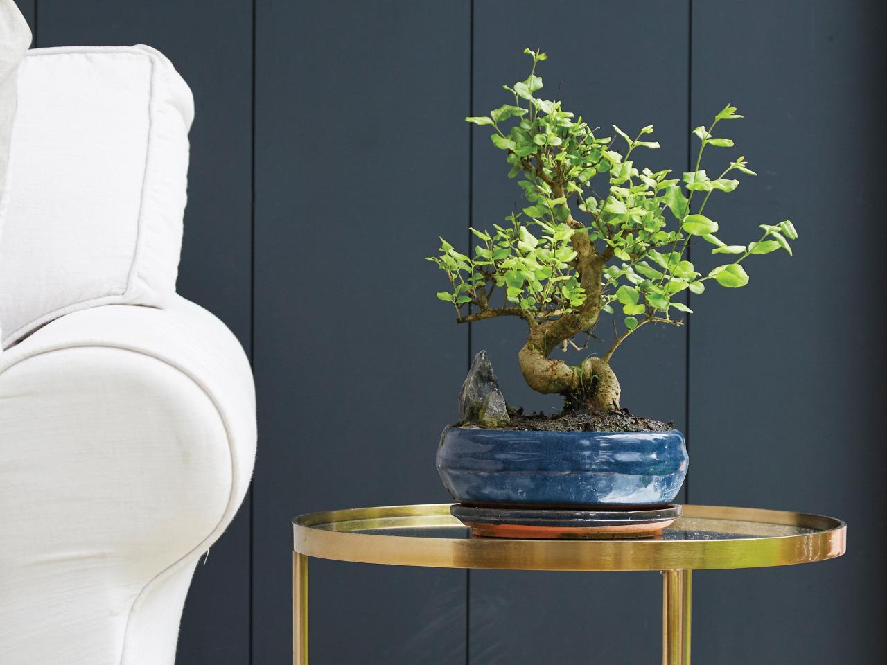 How to Pick the Perfect Bonsai Pot for Your Space