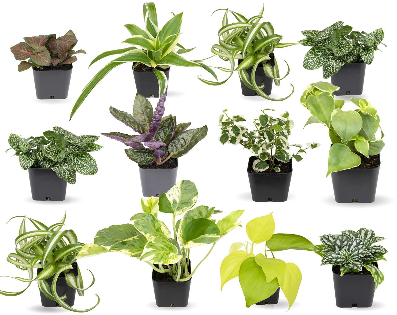 The Best Houseplants for Beginners Who Want to Start Growing