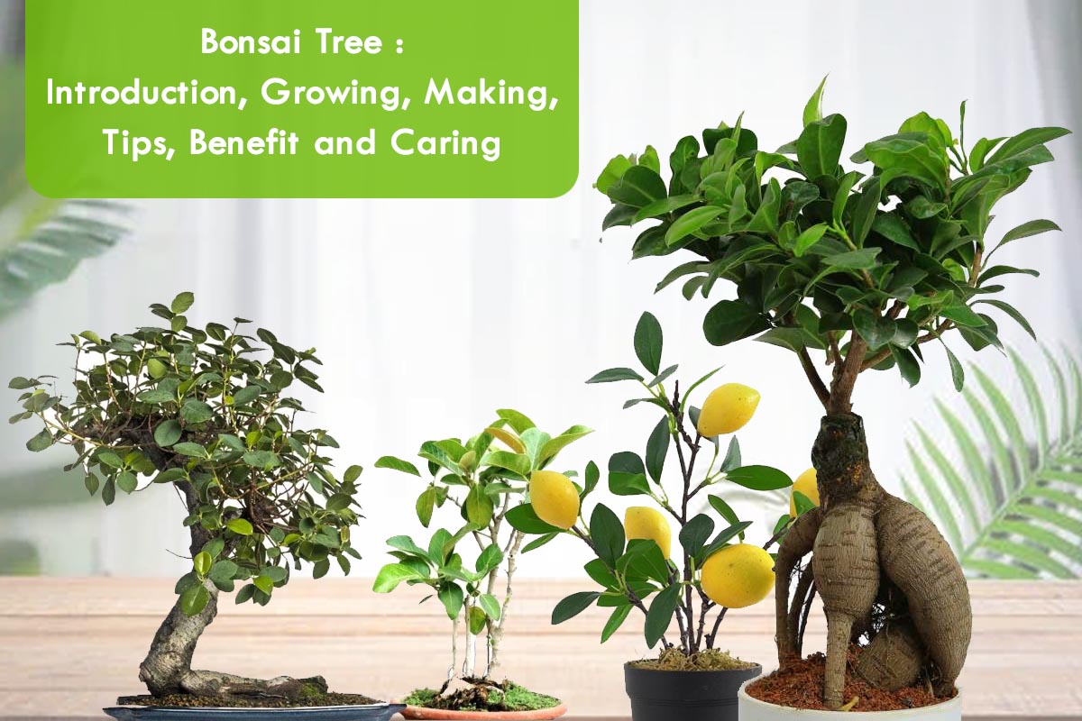 Bonsai Care Tips: How to Avoid Common Mistakes