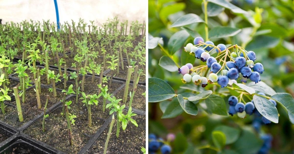 How to Use Blueberry Bush Propagation to Boost Your Gardens Yield