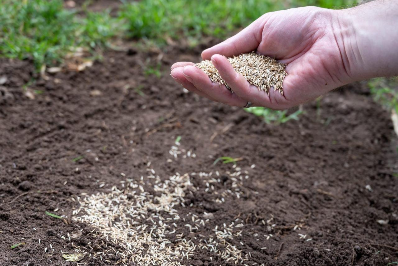 Will Grass Seed Grow in September? Here’s What You Need to Know