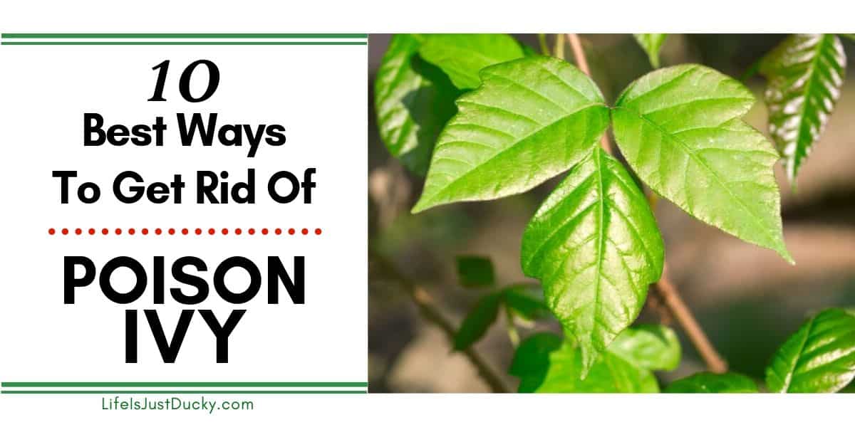 How to Kill Poison Ivy in Garden Borders Without Hurting Flowers