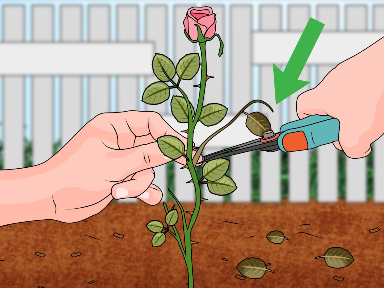 Propagate Roses from Cuttings: Tips for Thriving Plants