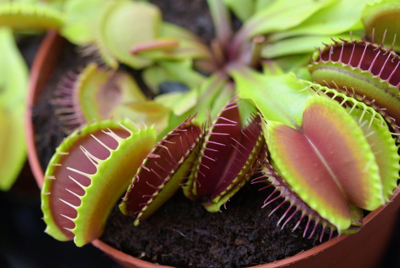 Flytrap adaptations britannica