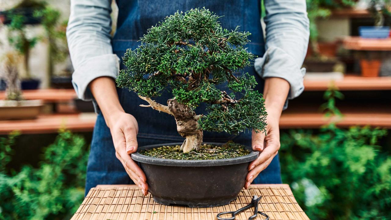 Easy-to-Follow Bonsai Care Tips for Success