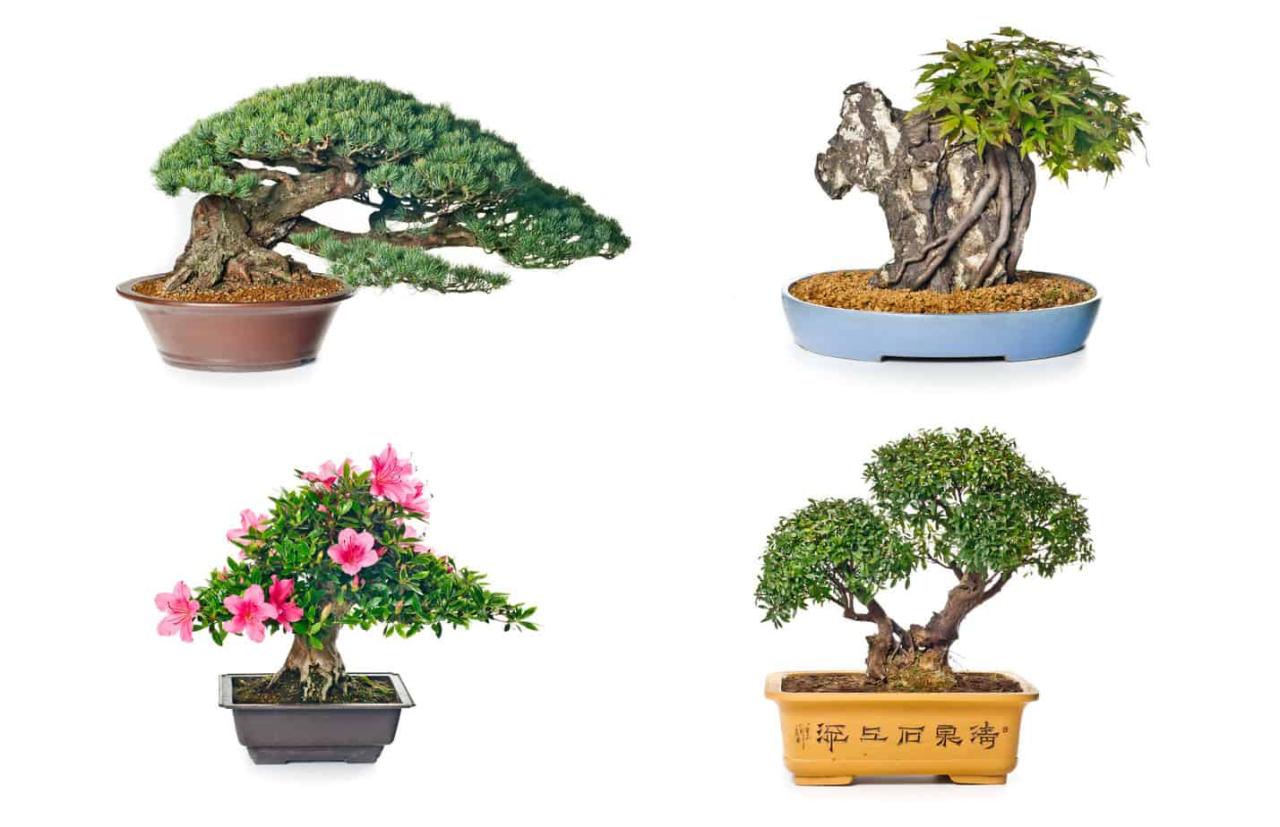 Bonsai Pots: Choosing the Right Design for Your Tree