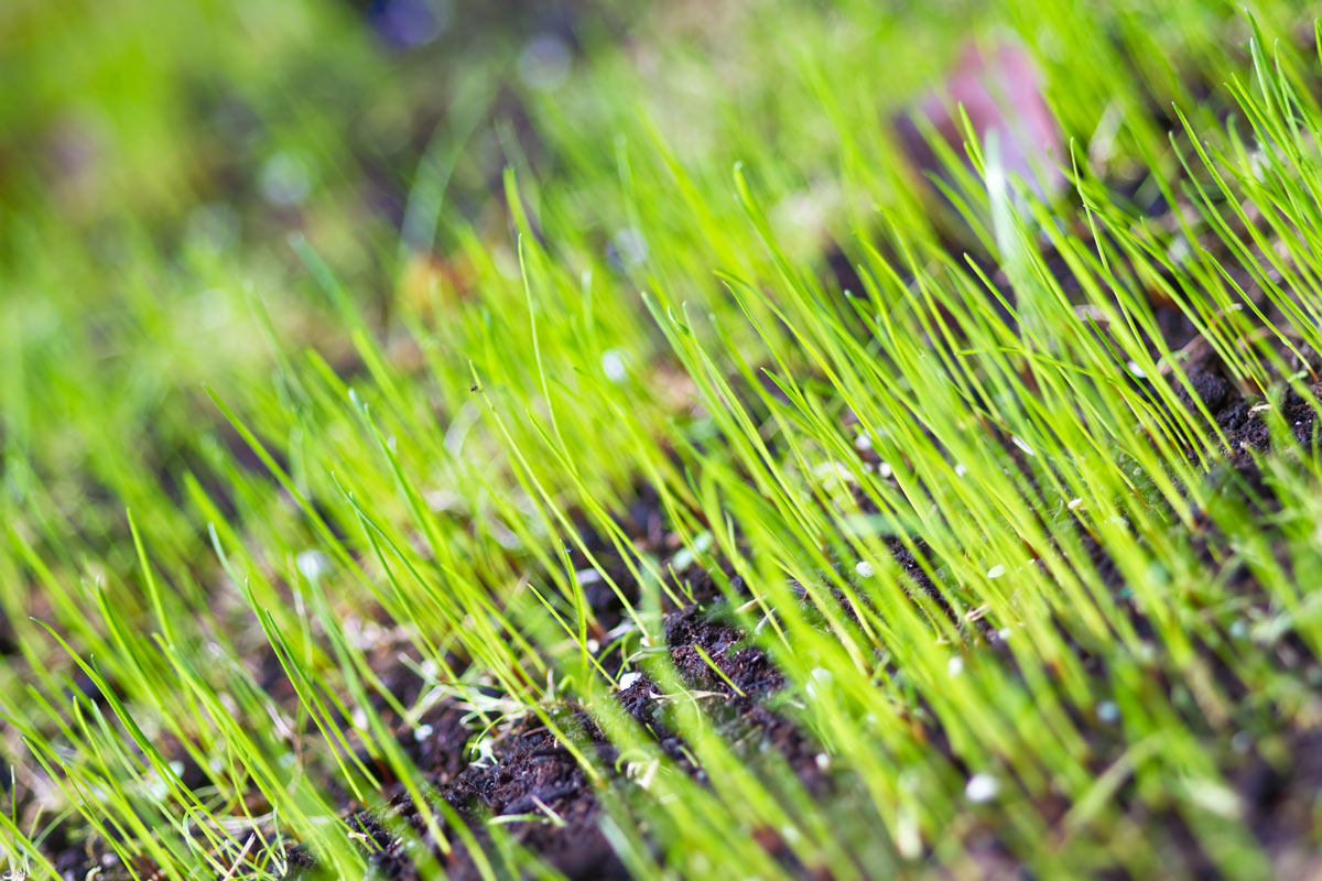 How to Achieve the Best Results by Timing Your Grass Seed Sowing in the UK