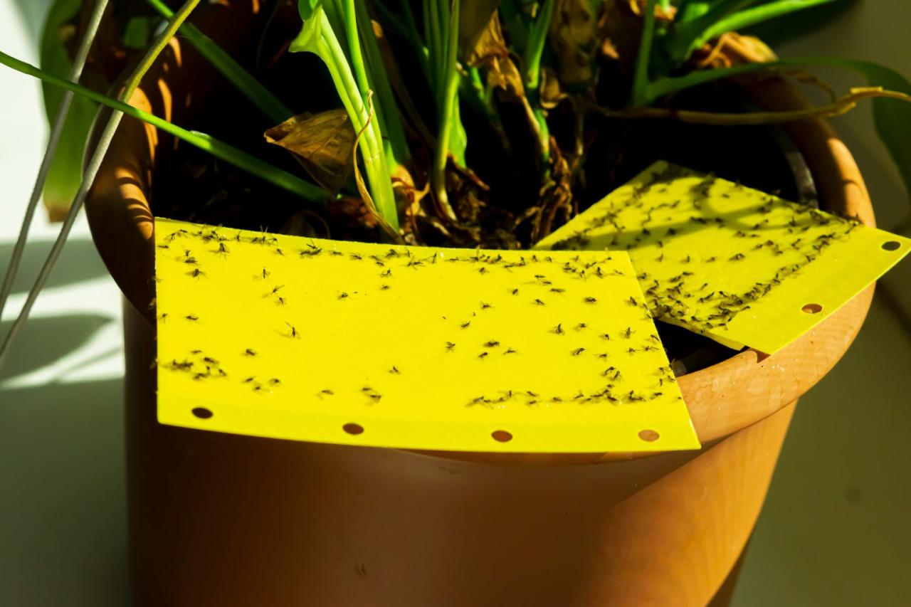 Best Insecticides to Get Rid of Gnats in Plants