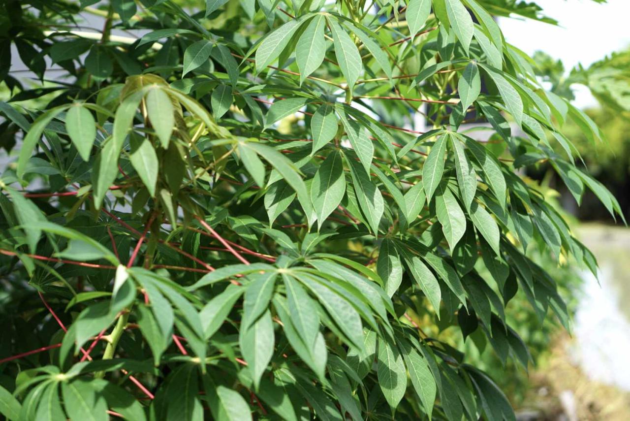 Cassava Leaf Care: Cultivating a Healthy and Productive Plant