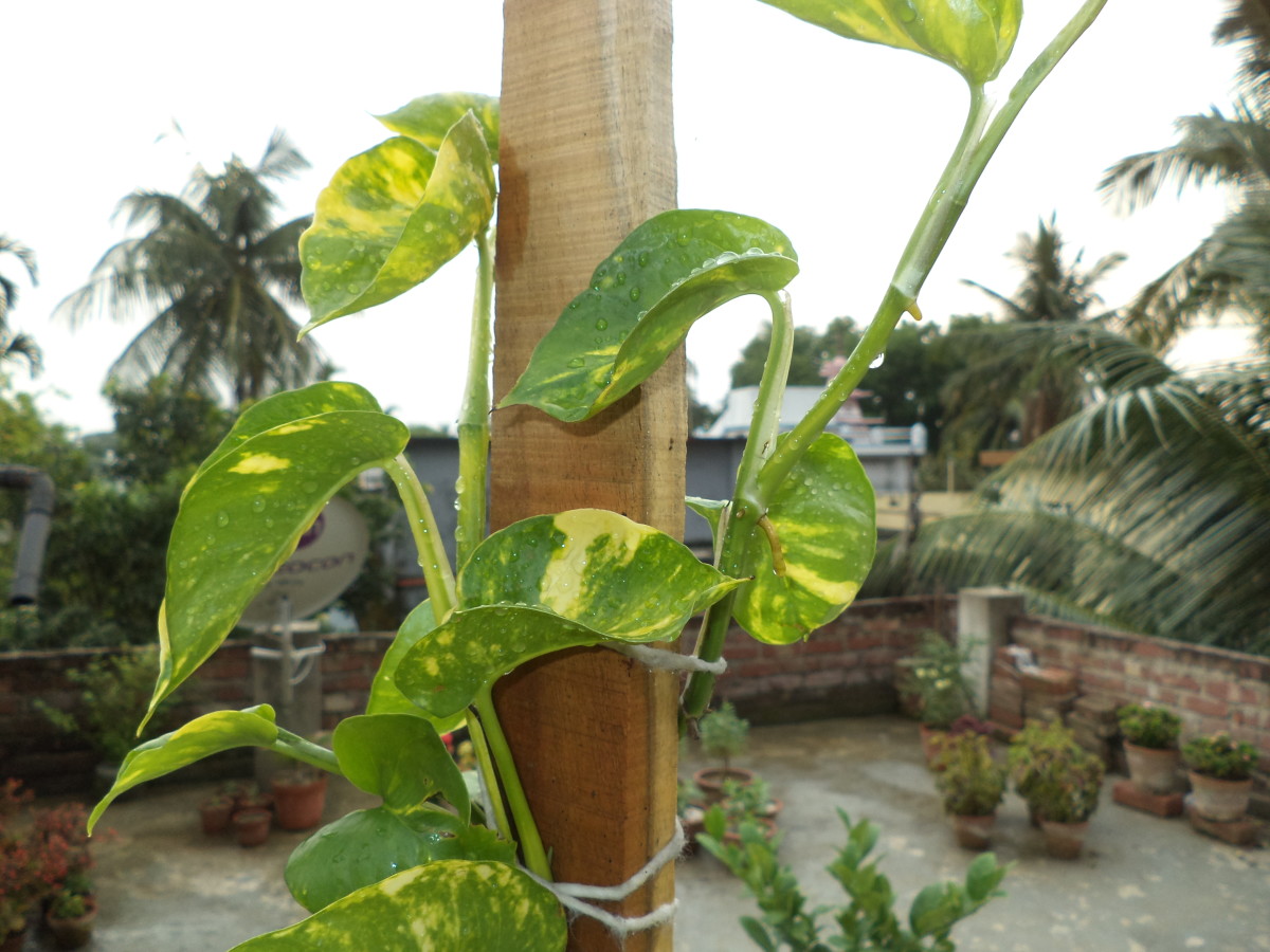 How To Train A Money Plant To Climb A Trellis