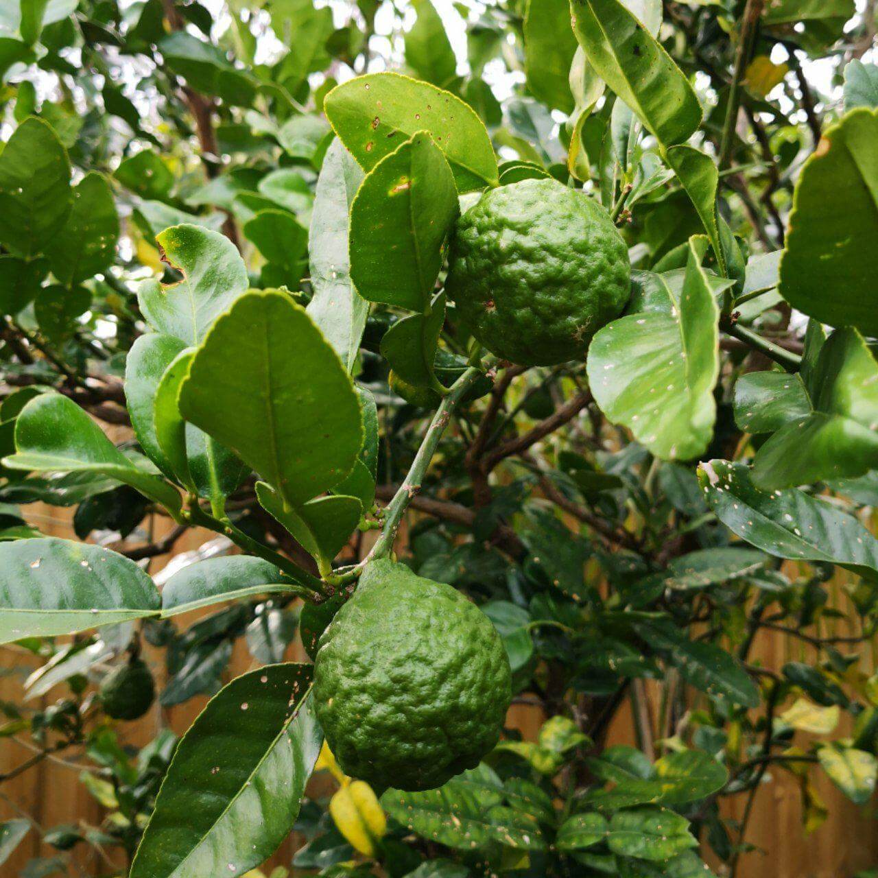 Kaffir Lime Leaf: Spicing Up Your Dishes