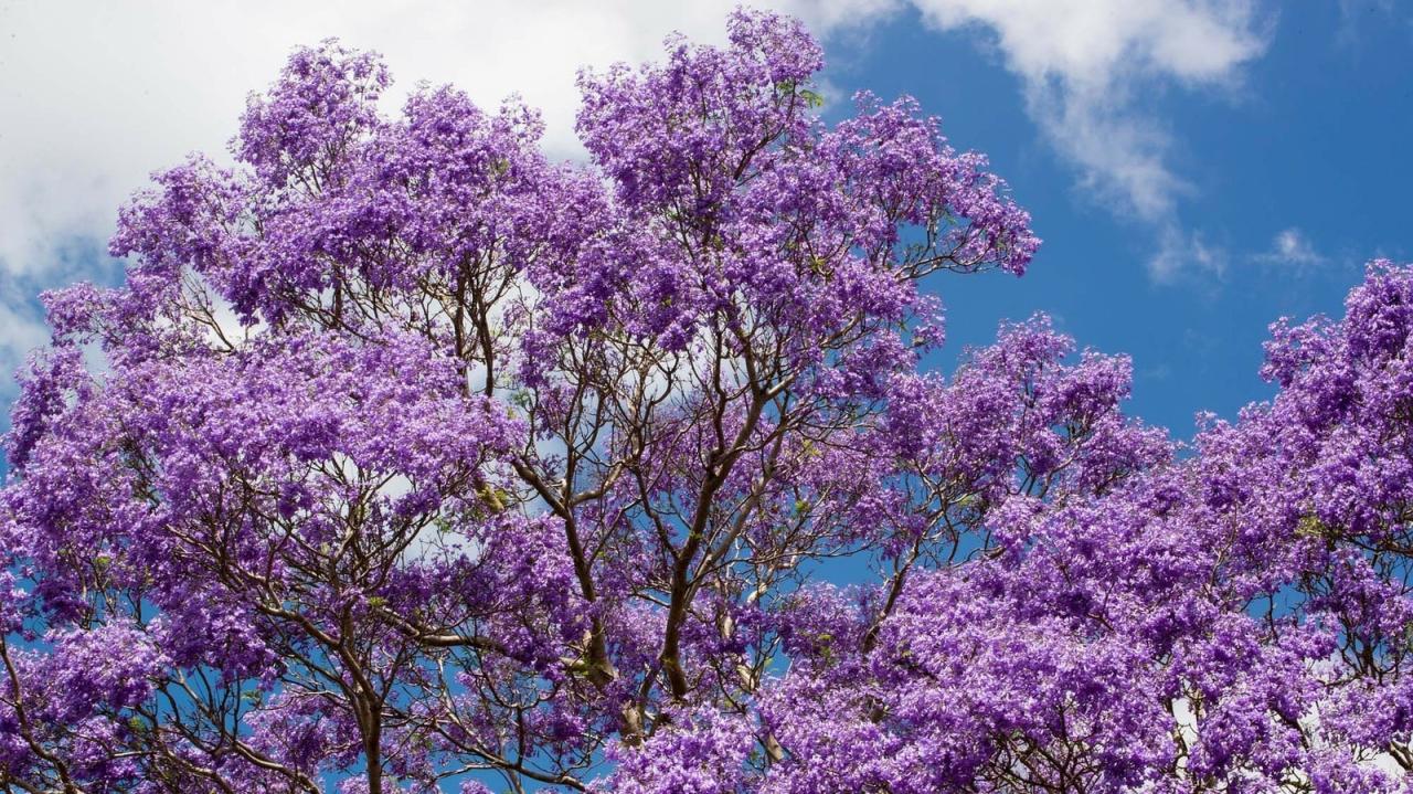 Grow Vibrant Jacaranda Trees: A Guide to Planting, Care, and Benefits