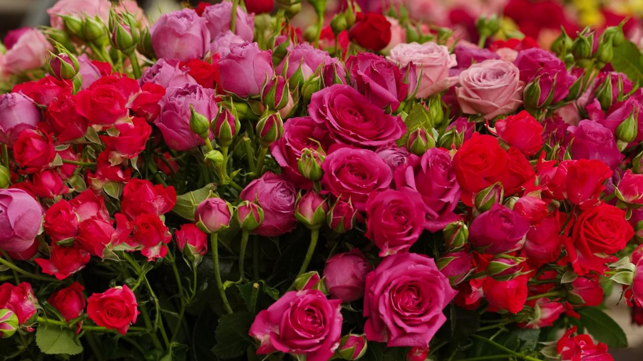 The Best Time to Plant Roses for Optimal Growth