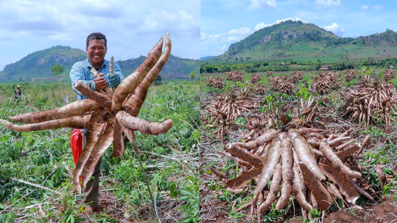 Maximize Cassava Leaf Yield: Best Practices for Quality Growth