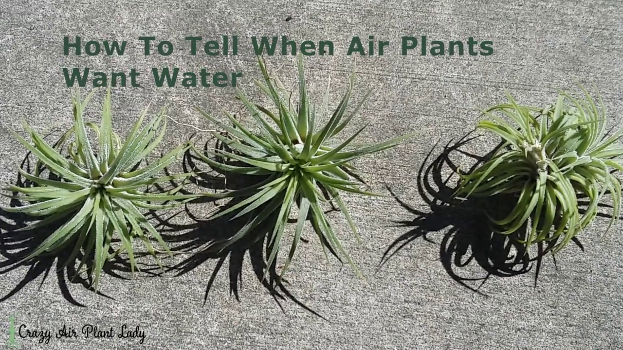 How to Tell If Your Air Plants Need Water