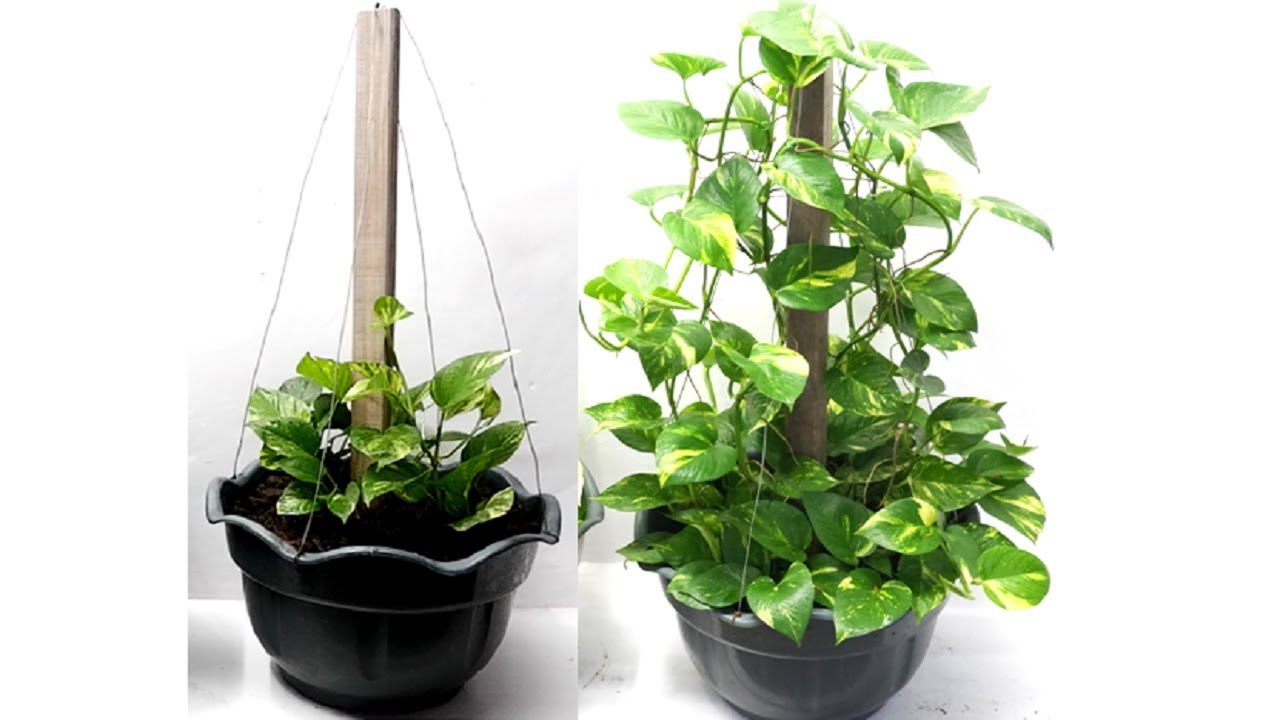 How To Train A Money Plant To Climb A Trellis