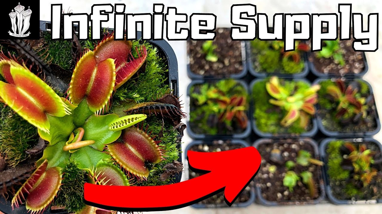 Unlock the Secrets: How to Propagate a Venus Fly Trap Like a Pro