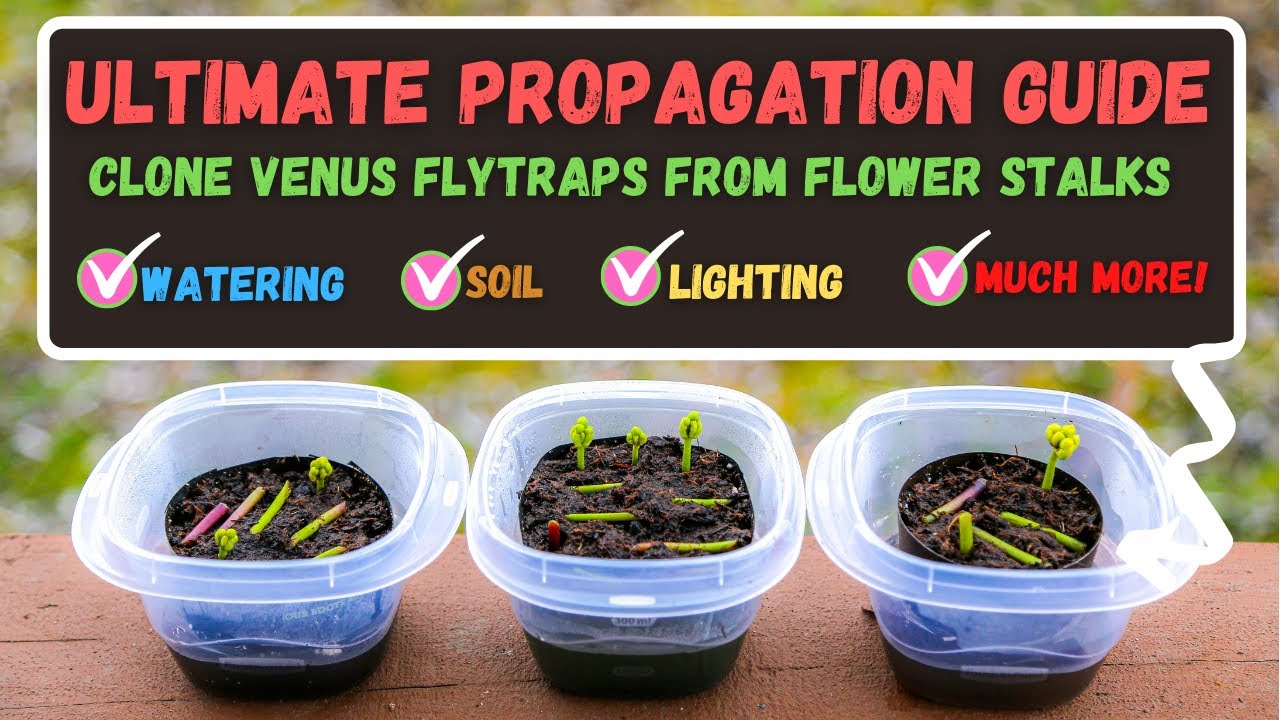 Unlock the Secrets: Propagate Venus Flytraps Like a Pro