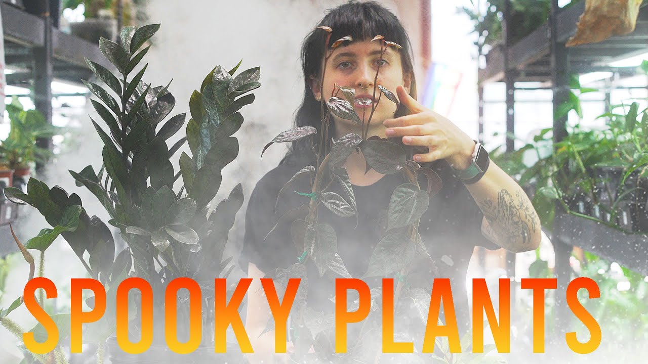 Halloween Houseplants That Are Perfect for Scary Movie Nights