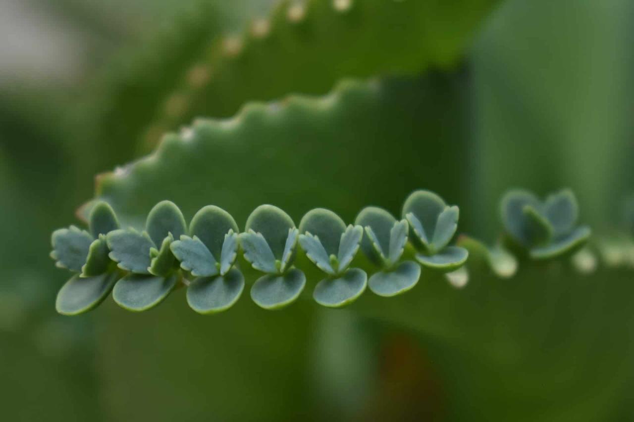 The Ultimate Guide to Propagating Mother of Thousands Easily