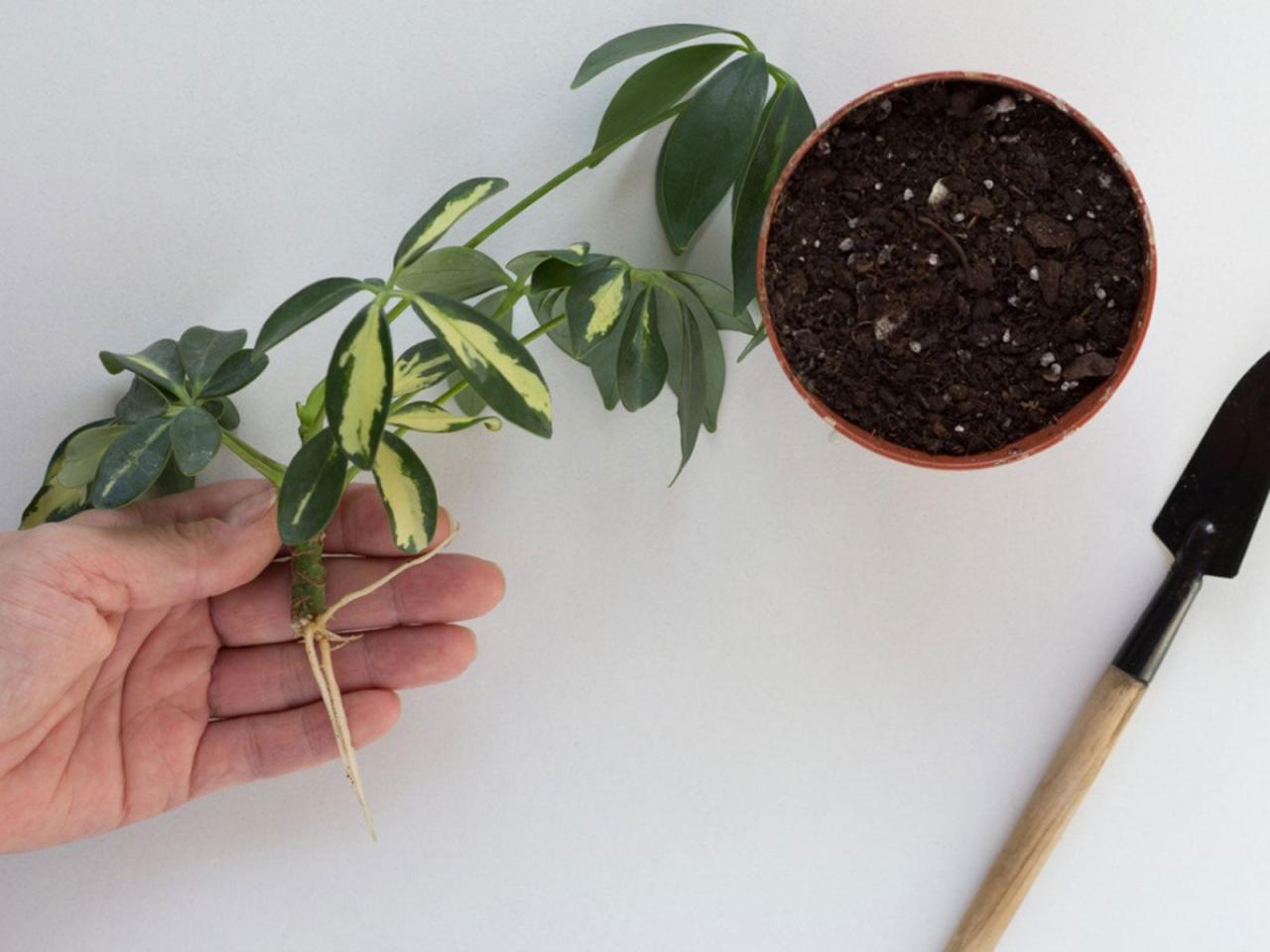 Step-by-Step Instructions for Successfully Propagating Schefflera