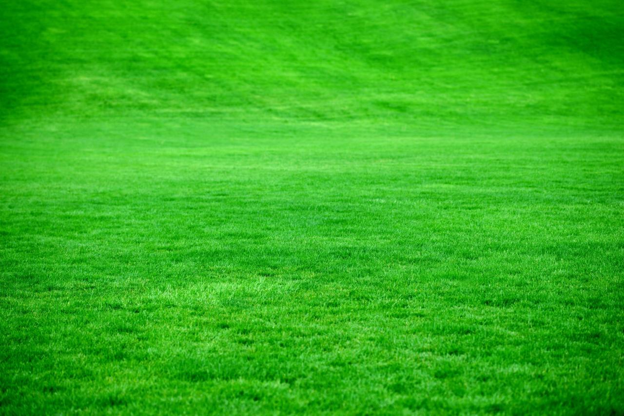 Sow Grass Seed for a Lush Lawn: Timing Is Everything