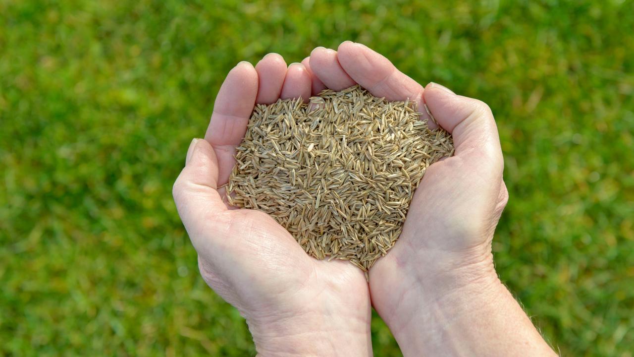 Timing Is Everything: When to Sow Grass Seed for a Lush and Green Lawn