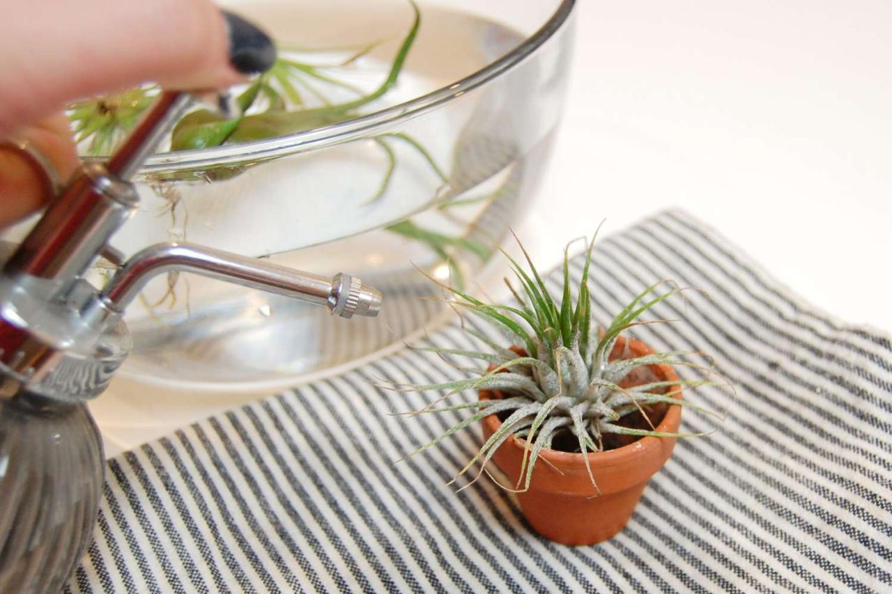 How to Tell If Your Air Plants Need Water