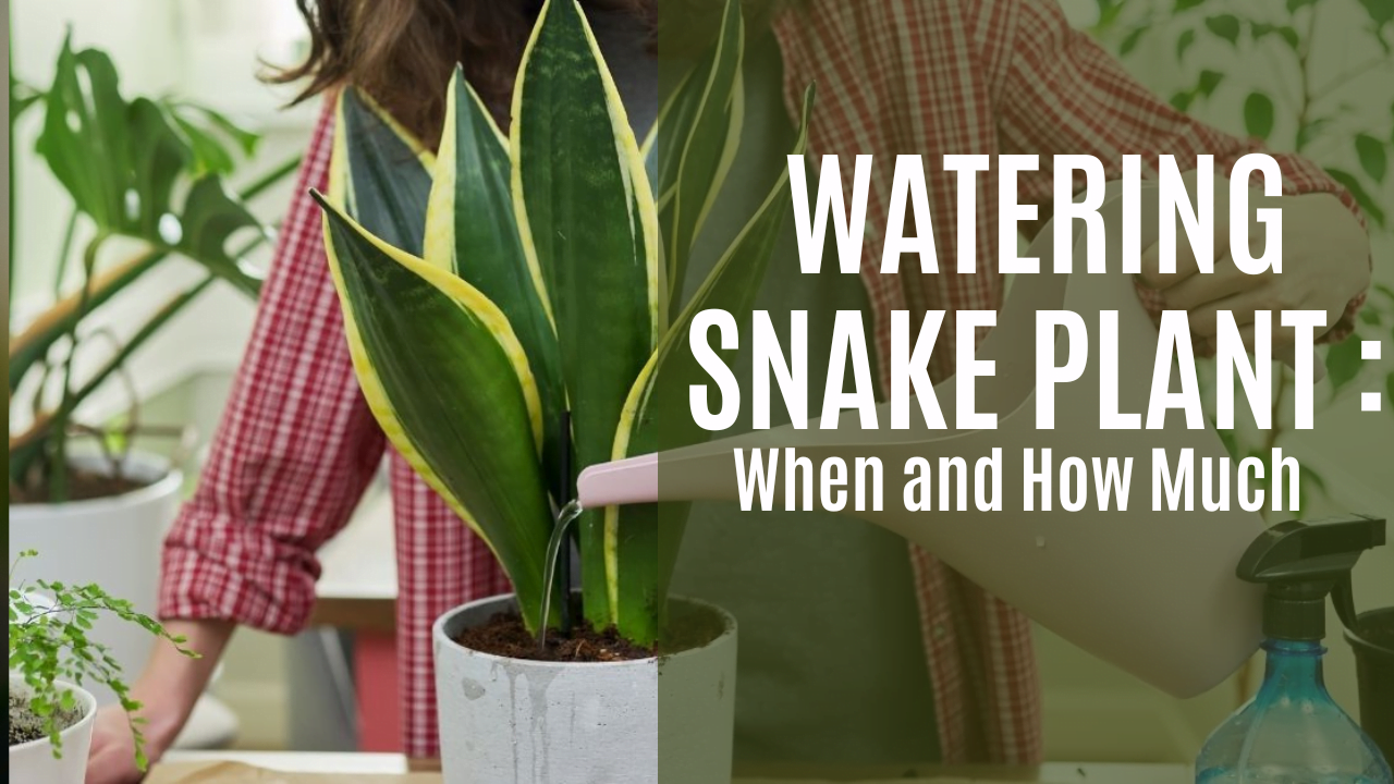 The Ideal Watering Schedule for Snake Plants